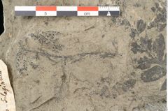 Foto (Detailansicht) von Asplenium hochstetteri Unger (NHMW-GEO-2024-0188-10340c)